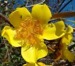 Butterblumenbaum - Cochlospermum vitifolium