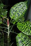 : - Dracaena goldieana