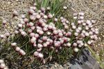 : - Edmondia pinifolia