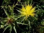 Wollige Färberdistel - Carthamus lanatus