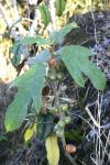 : - Ficus hirta