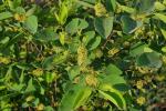 : - Flueggea virosa