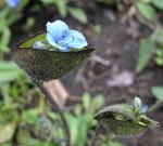 Himmelblaue Tagblume-Commelina coelestis