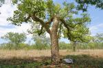 : - Gyrocarpus americanus