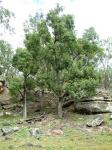 : - Brachychiton populneus