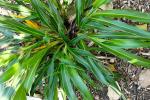 : - Cordyline mauritiana
