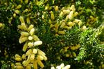 : - Acacia verticillata subsp. ruscifolia