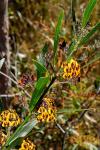 : - Daviesia mimosoides
