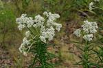 : - Cassinia aculeata