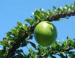 Kalebassenbaum-Crescentia cujete