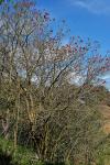 :-Erythrina sykesii