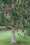 :-Ficus rubiginosa