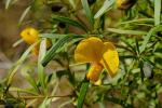 : - Gompholobium latifolium