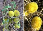 Igel-Gurke - Cucumis dipsaceus