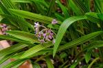 : - Ledebouria cooperi