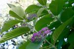 : - Callicarpa macrophylla