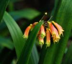 : - Clivia gardenii
