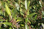 : - Ficus variolosa