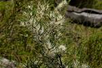 : - Hakea microcarpa