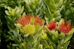 Leucospermum oleifolium - Leucospermum oleaefolium