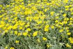 Kreta-Hornklee - Lotus creticus