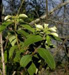 : - Mussaenda sanderiana