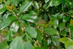 : - Rapanea variablis