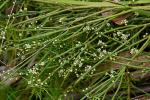 : - Omphacomeria acerba