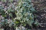 Einjähriges Silberblatt - Lunaria annua