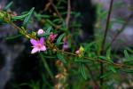 : - Boronia hapalophylla