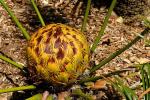 : - Cycas wadei