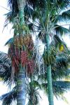 Forstersche Kentia - Howea forsteriana
