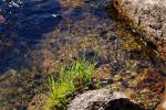 : - Juncus falcatus