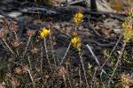 : - Phyllota squarrosa
