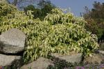 : - Pisonia umbellifera