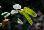 : - Platylobium formosum