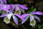 : - Pleione formosana