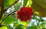 Surinamkirsche - Eugenia uniflora