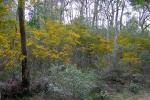 : - Pultenaea flexilis