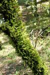 : - Pyrrosia piloselloides