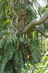 : - Rhaphidophora decursiva