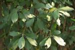 : - Ardisia elliptica