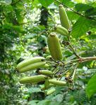 : - Ferdinandusa panamensis
