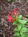 : - Rovaeanthus strigosus
