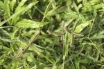 : - Dactyloctenium aegyptium