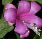 : - Disocactus nelsonii