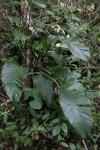 : - Epipremnum giganteum