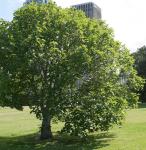 Echte Feige - Ficus carica