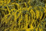 : - Acacia spectabilis