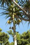 :-Agave bovicornuta